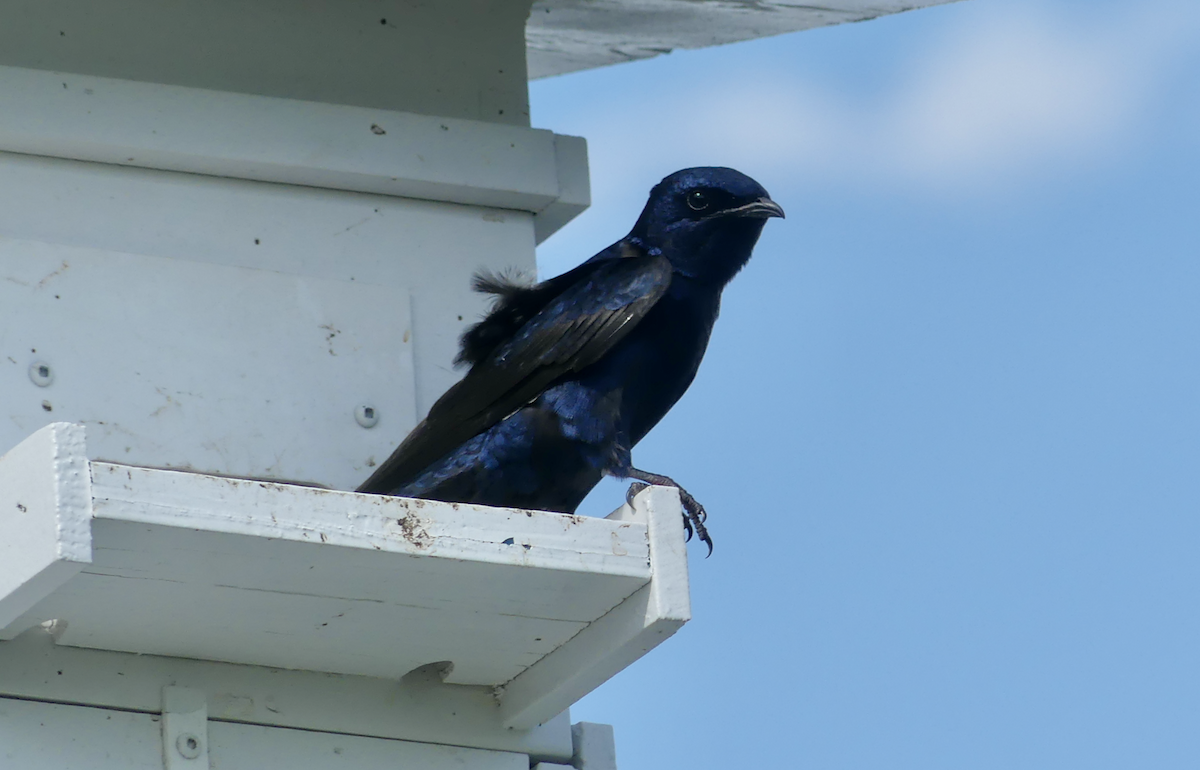 Purple Martin - ML580242751