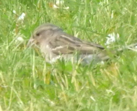 passerine sp. - Bruce Francois