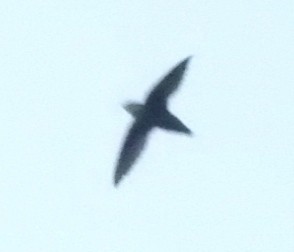 Chimney Swift - ML580243121