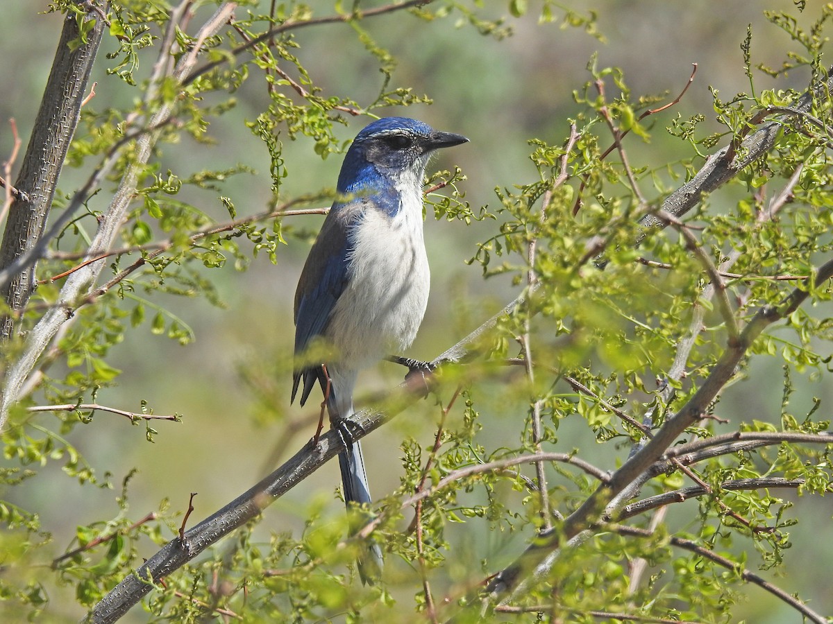 California Scrub-Jay - ML58024401