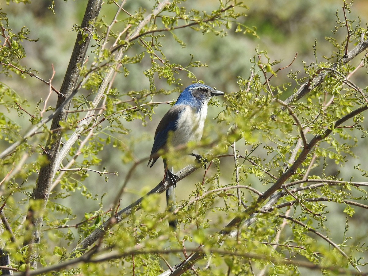 California Scrub-Jay - Mary Rumple