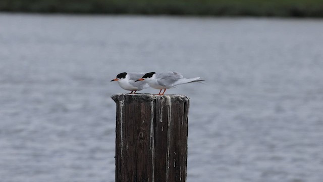 Forster's Tern - ML580244441