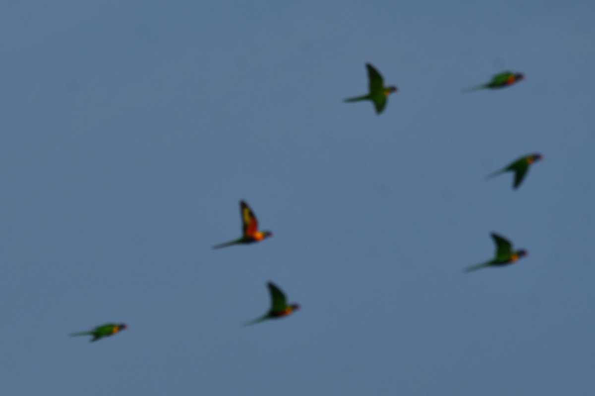 Rainbow Lorikeet - ML580244481