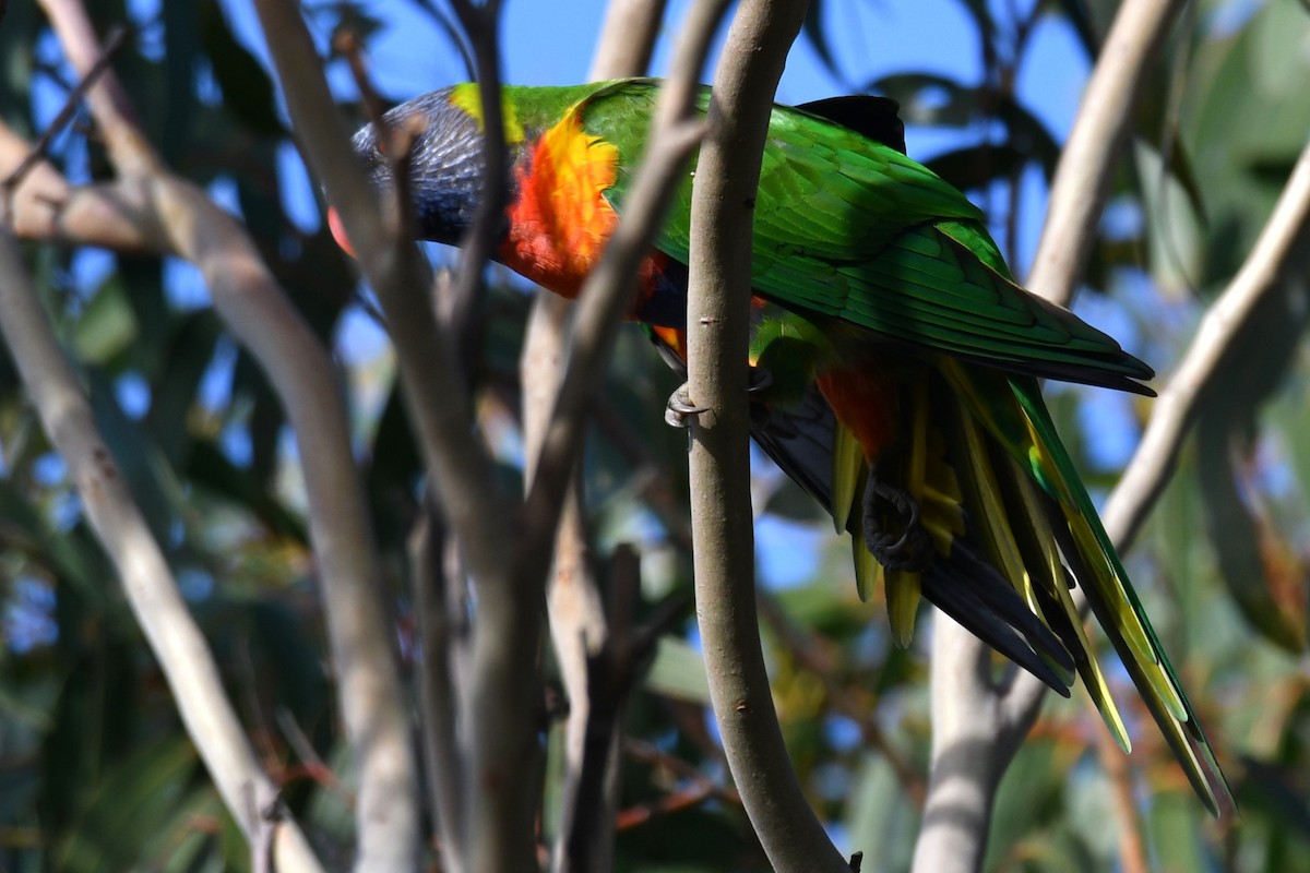 Rainbow Lorikeet - ML580244491