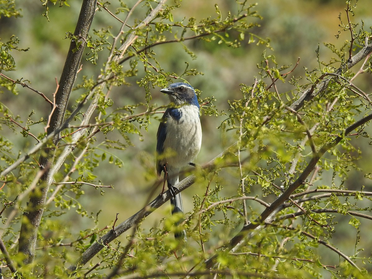 California Scrub-Jay - ML58024451