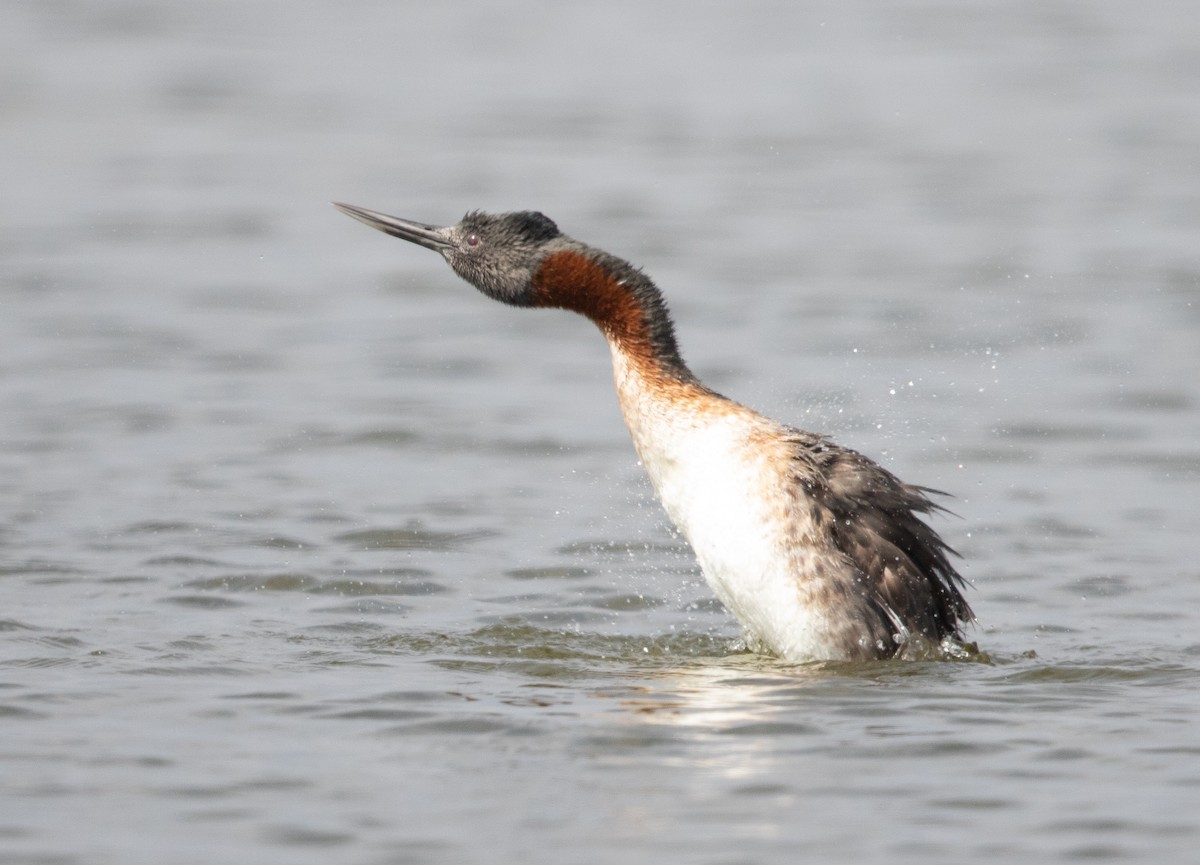 Great Grebe - ML580244591