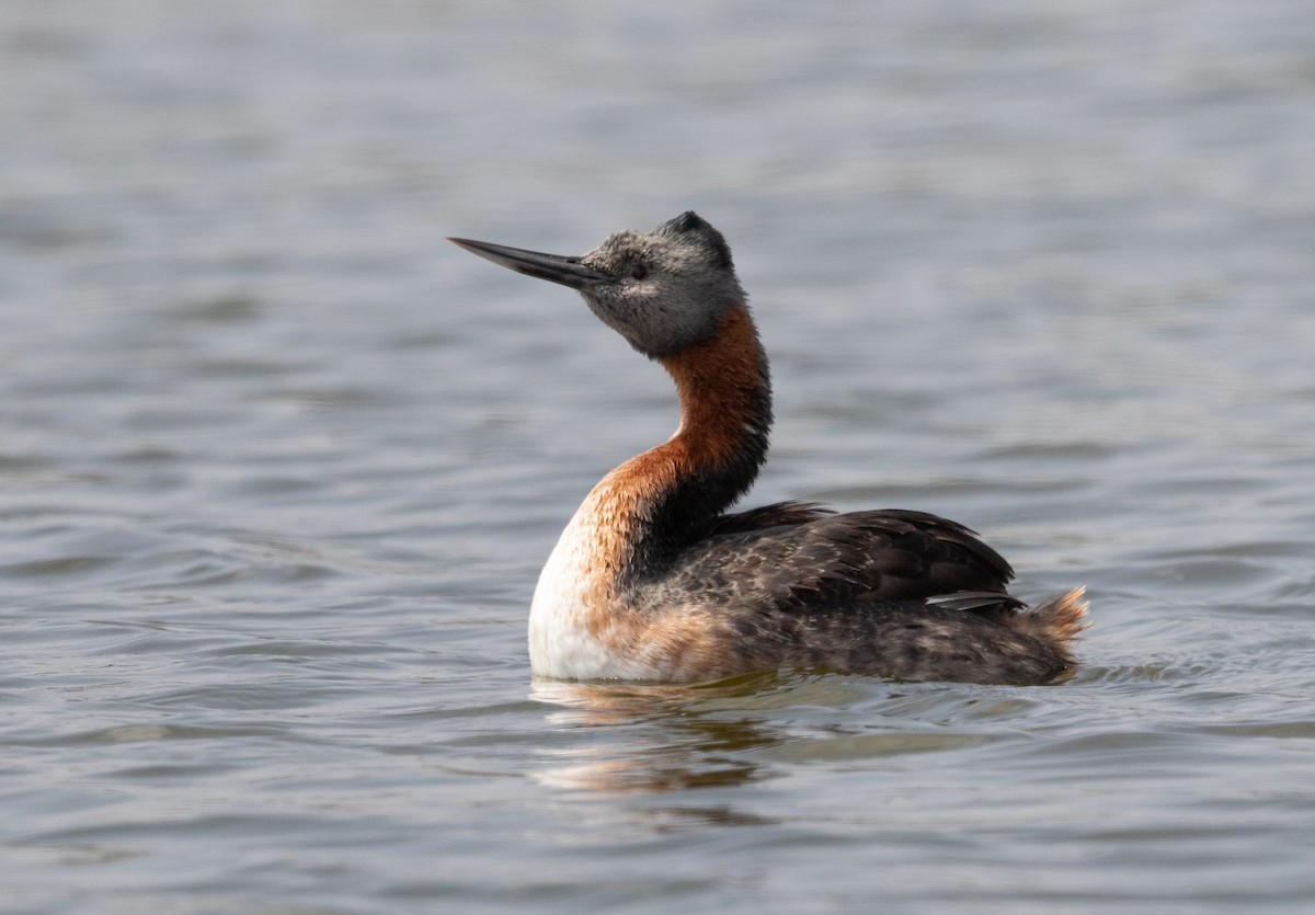 Great Grebe - ML580244601