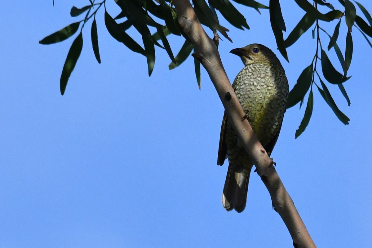 Satin Bowerbird - ML580244611