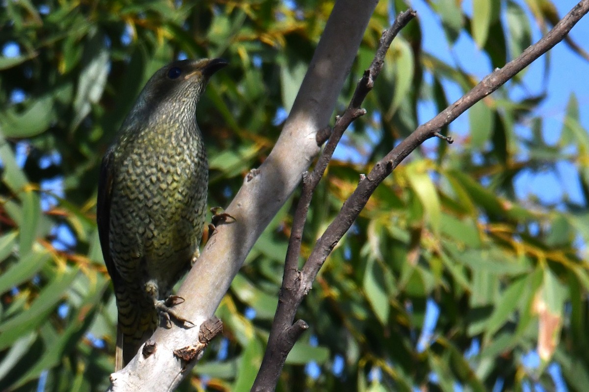 Satin Bowerbird - Chris Munson