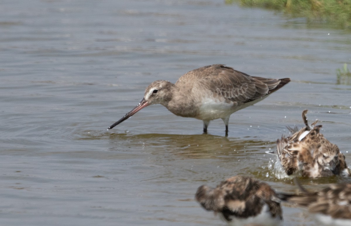 Hudsonian Godwit - ML580244761