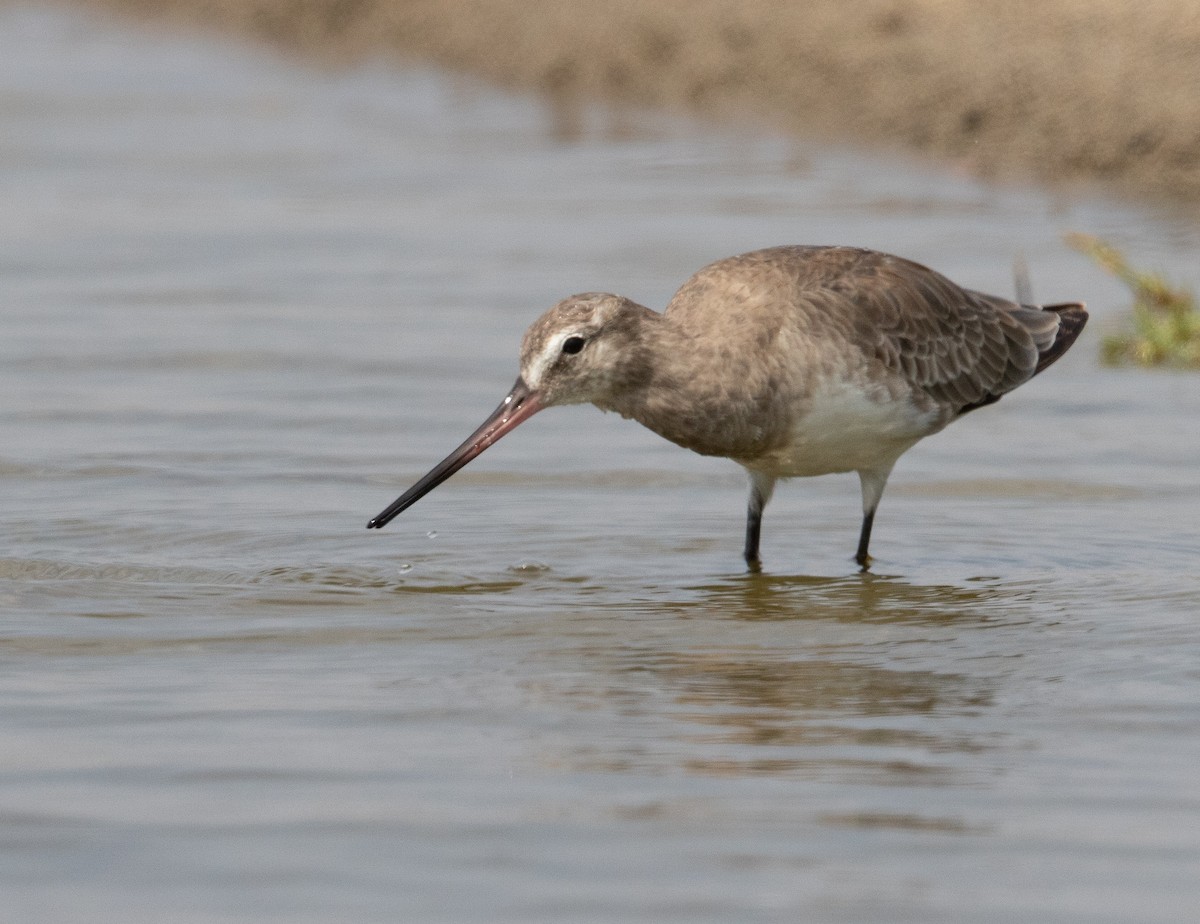 Hudsonian Godwit - Michael Buckham