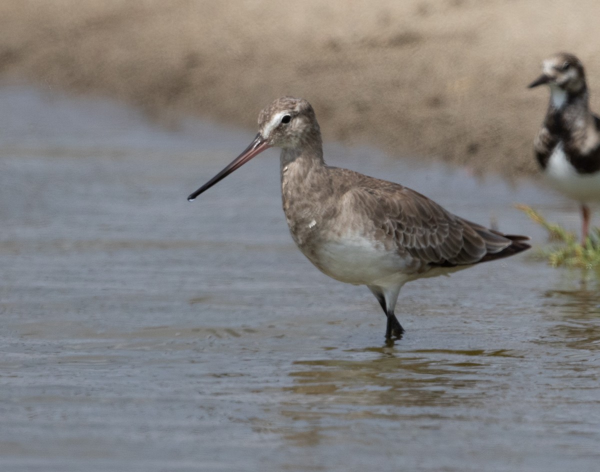 Hudsonian Godwit - Michael Buckham