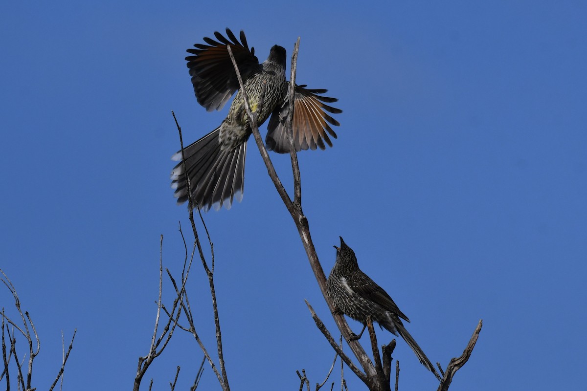 Little Wattlebird - ML580244791