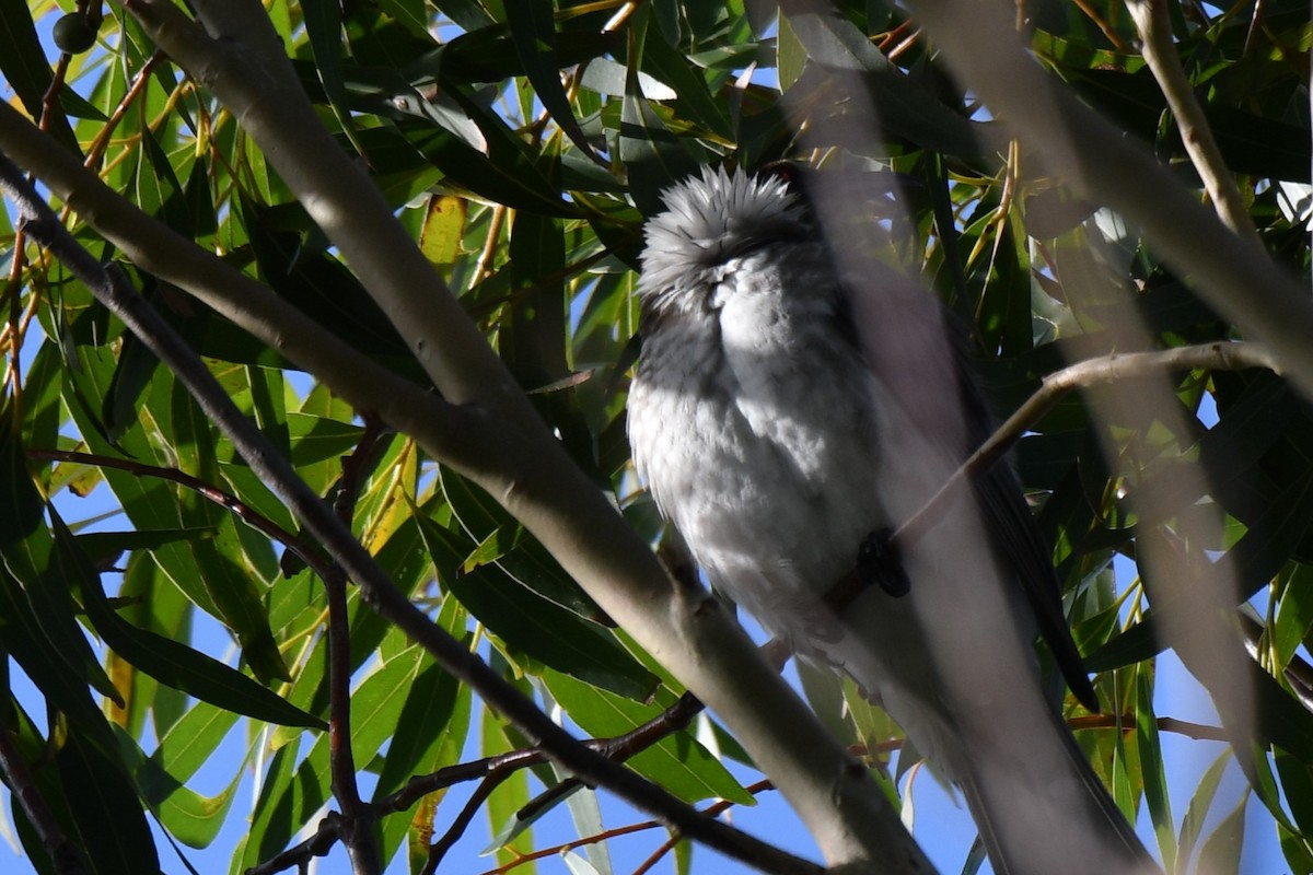 Noisy Friarbird - ML580244991