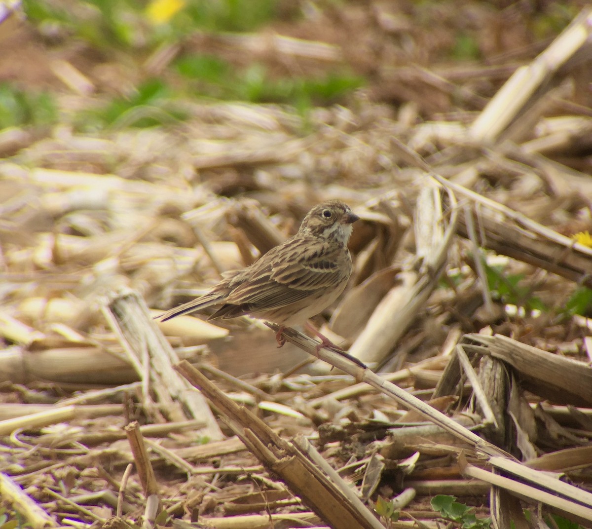 Vesper Sparrow - ML58024501