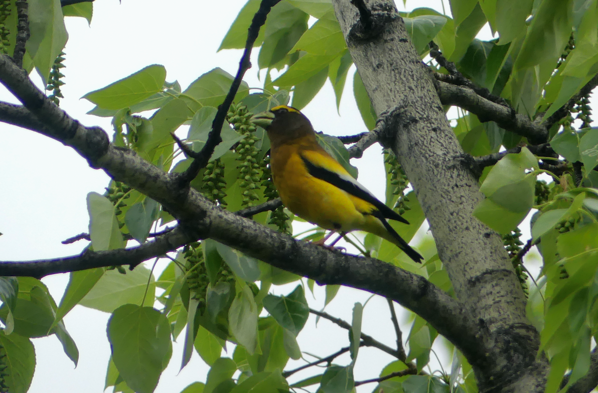 Evening Grosbeak - ML580245231