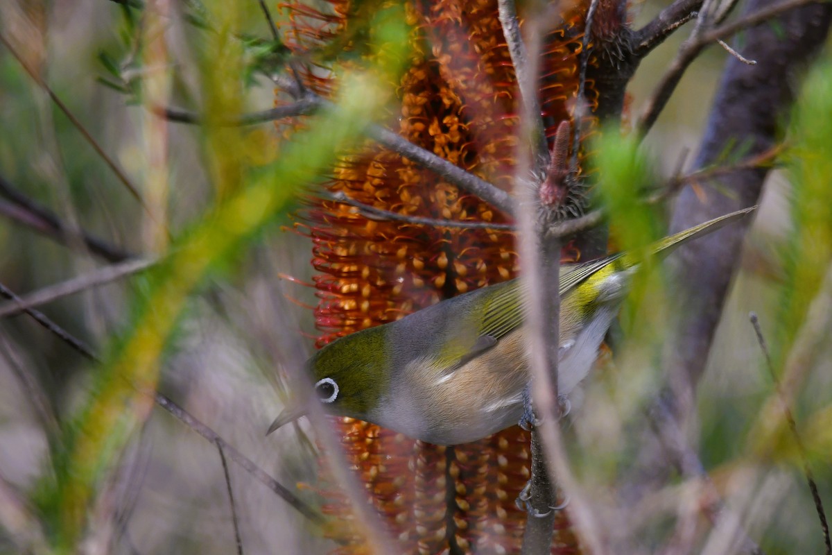 Graumantel-Brillenvogel - ML580245371