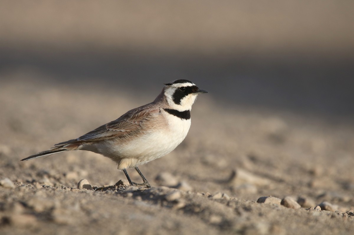 Horned Lark - ML580246021