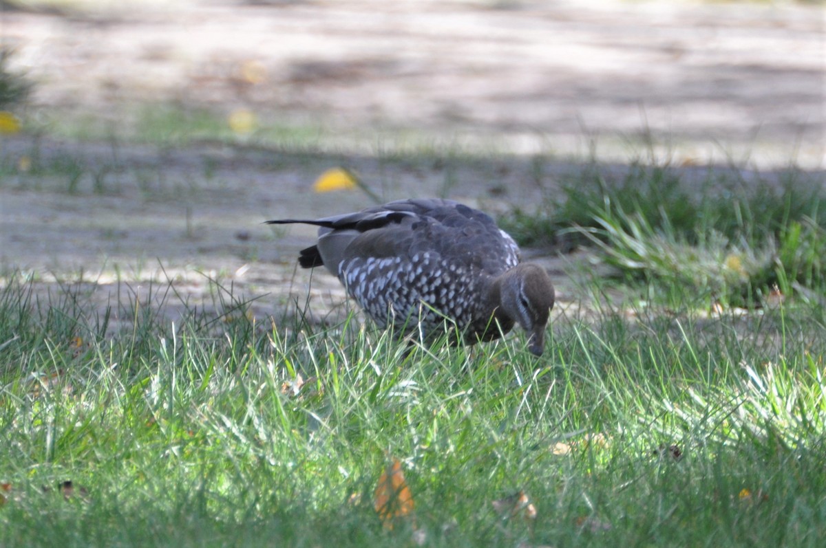 Maned Duck - Michael Louey