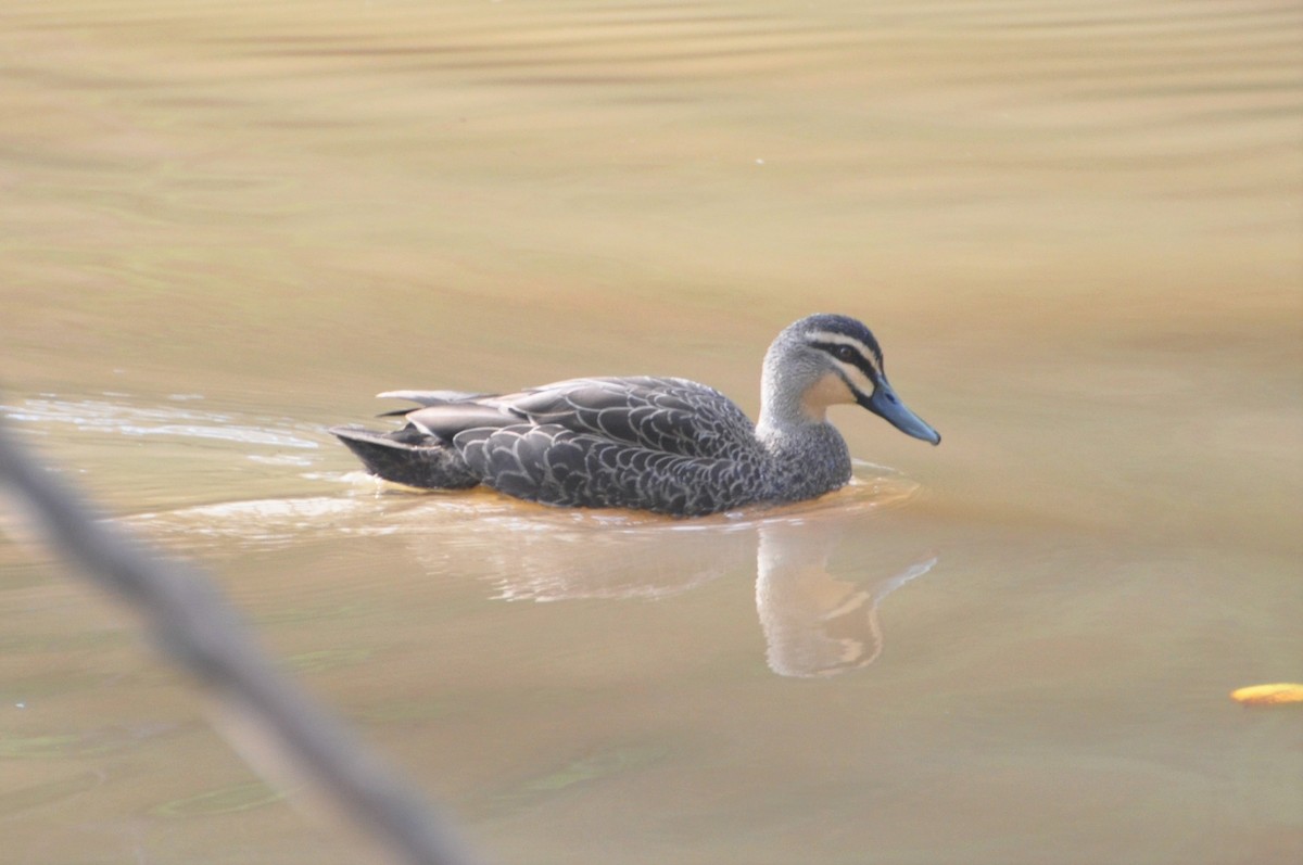 Pacific Black Duck - ML580246191