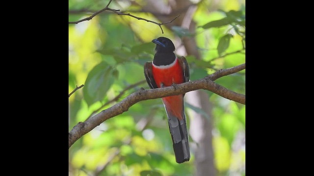 Trogon de Malabar - ML580246221