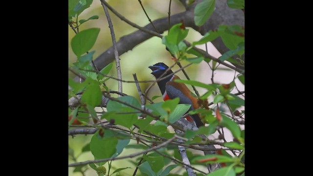 trogon indický - ML580246231