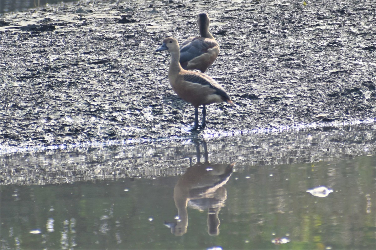 Lesser Whistling-Duck - ML580246551