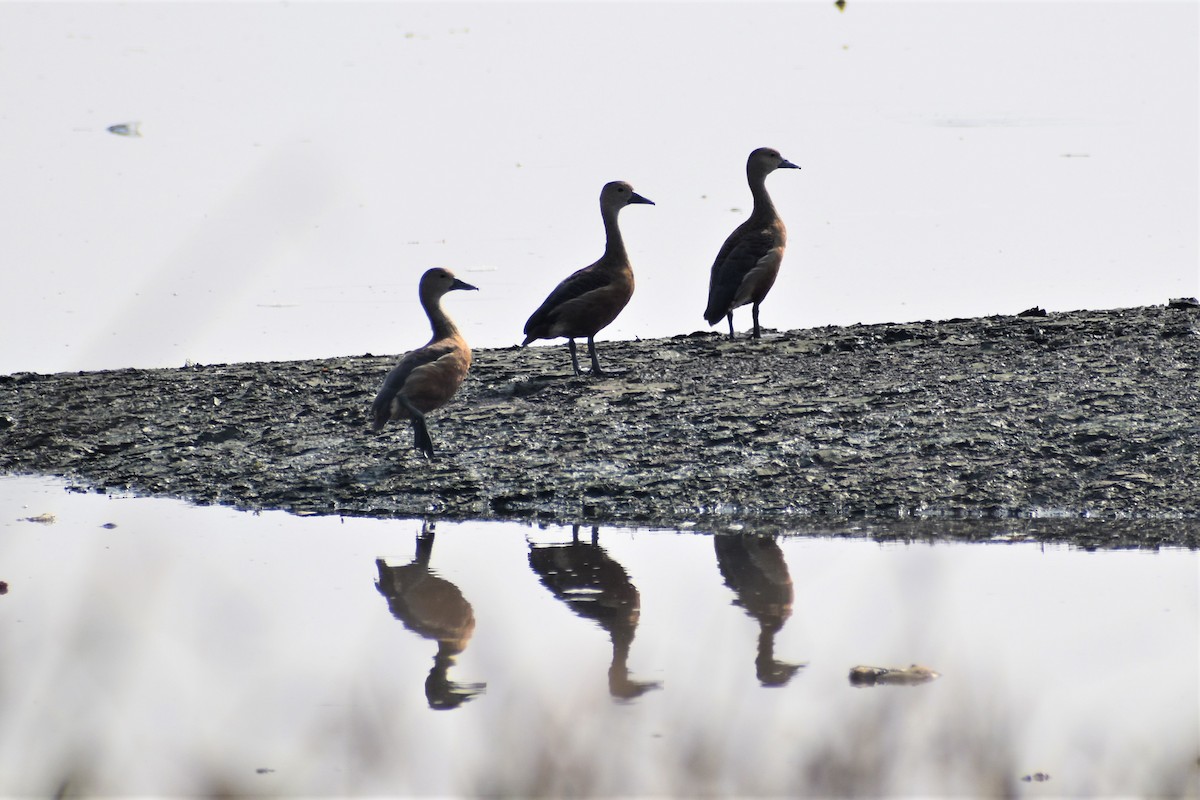 Lesser Whistling-Duck - ML580246561