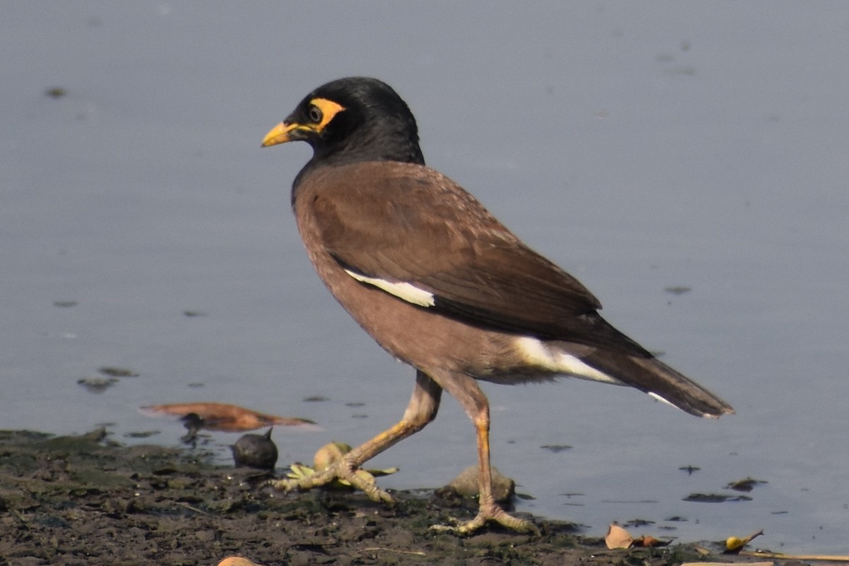 Common Myna - ML580246571