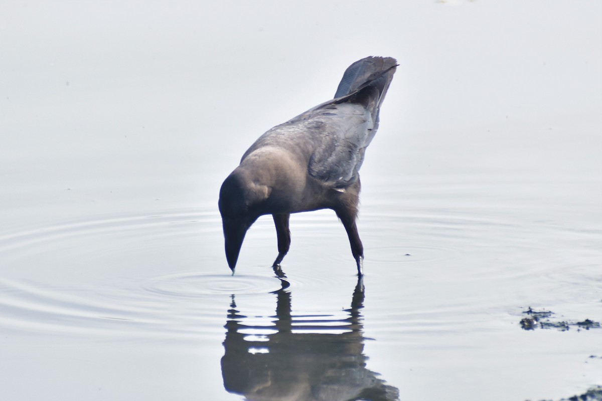 House Crow - ML580246661