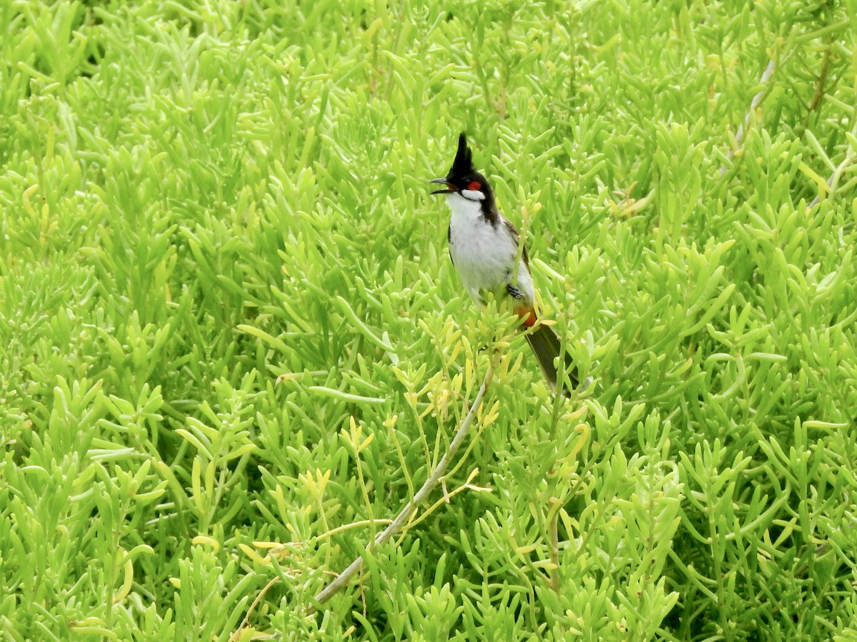 Red-whiskered Bulbul - Michael Young