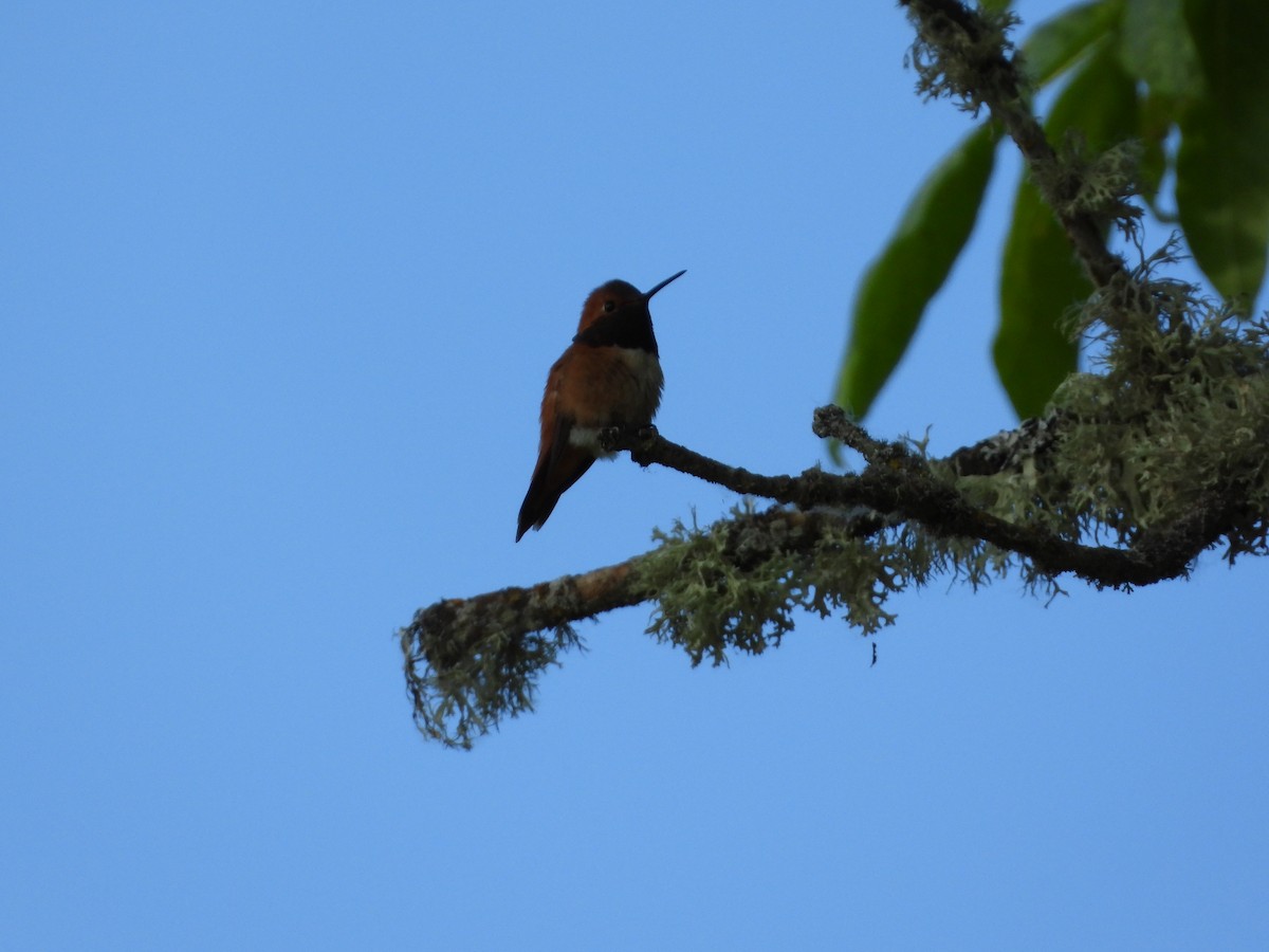 Rufous Hummingbird - ML580250861
