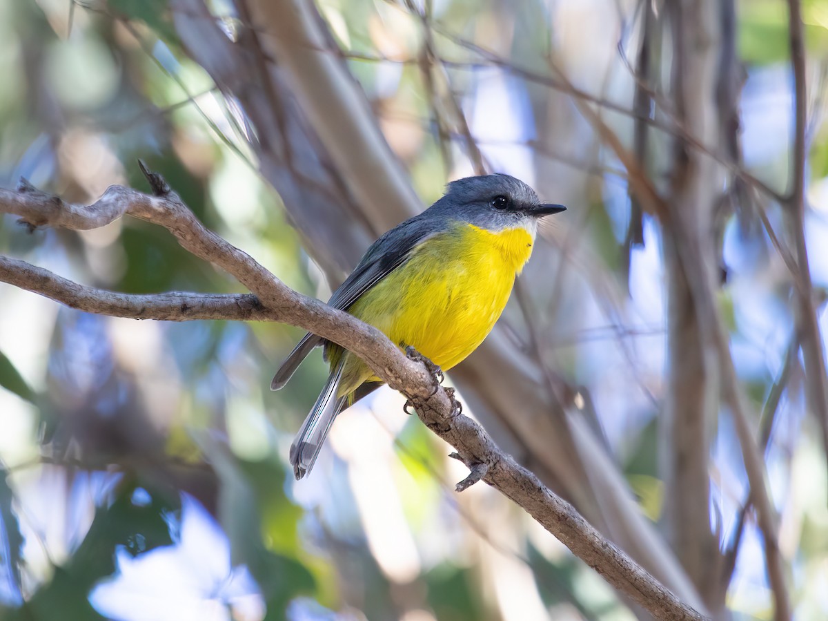 Eastern Yellow Robin - ML580251391