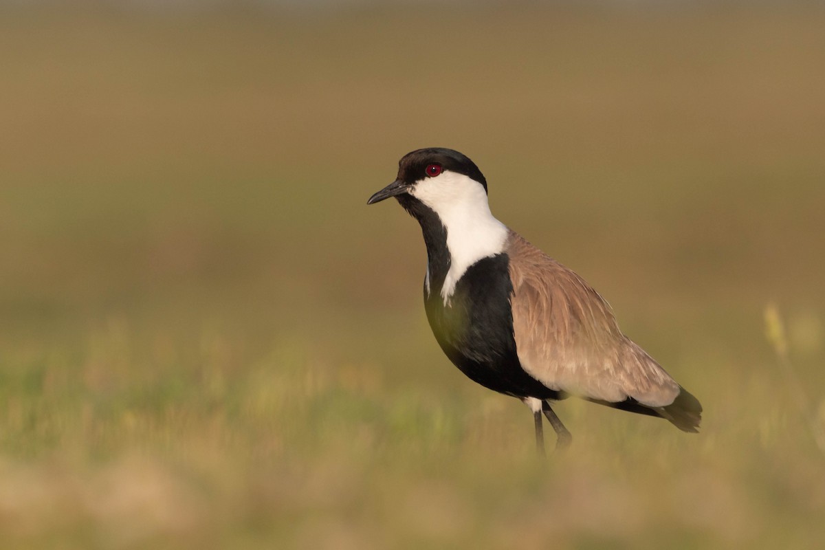 Spur-winged Lapwing - ML580251931