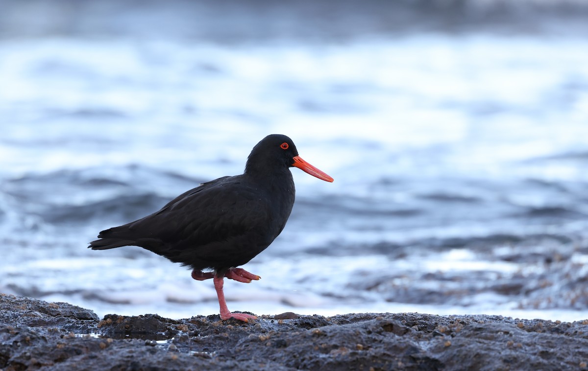 Sooty Oystercatcher - ML580252551