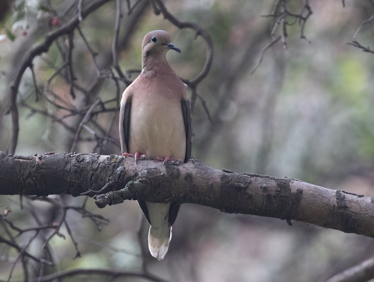 Eared Dove - ML580252761