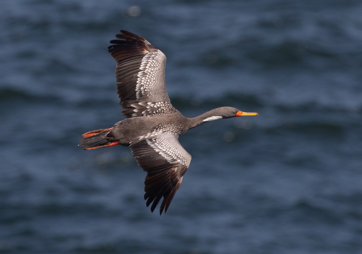 Red-legged Cormorant - Michael Buckham