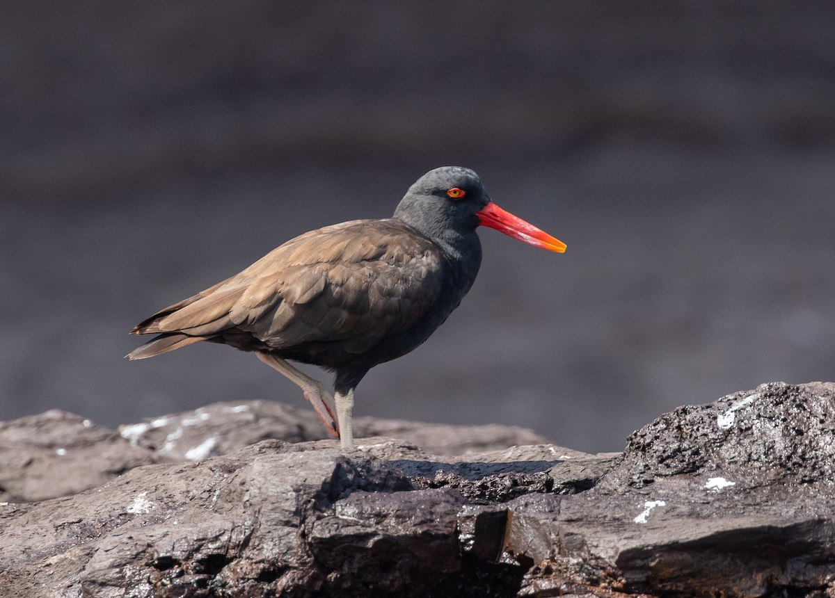 Blackish Oystercatcher - ML580253521