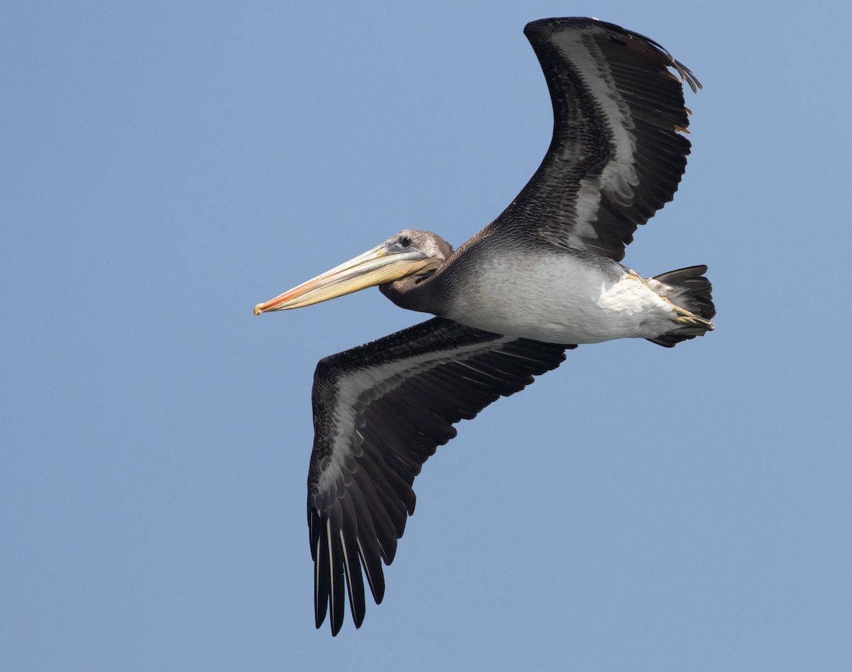 Peruvian Pelican - ML580253531