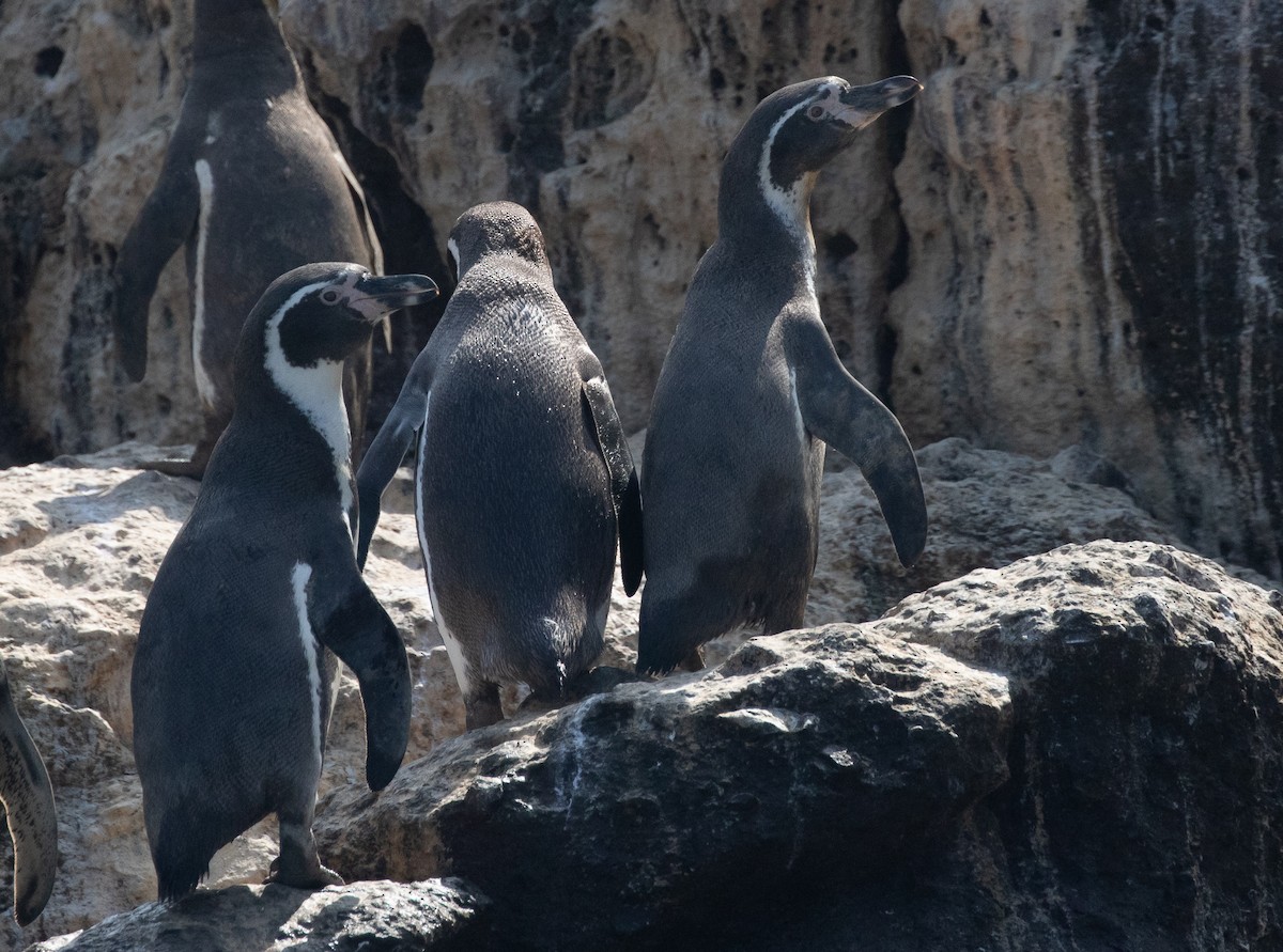 Humboldt Penguin - ML580253551