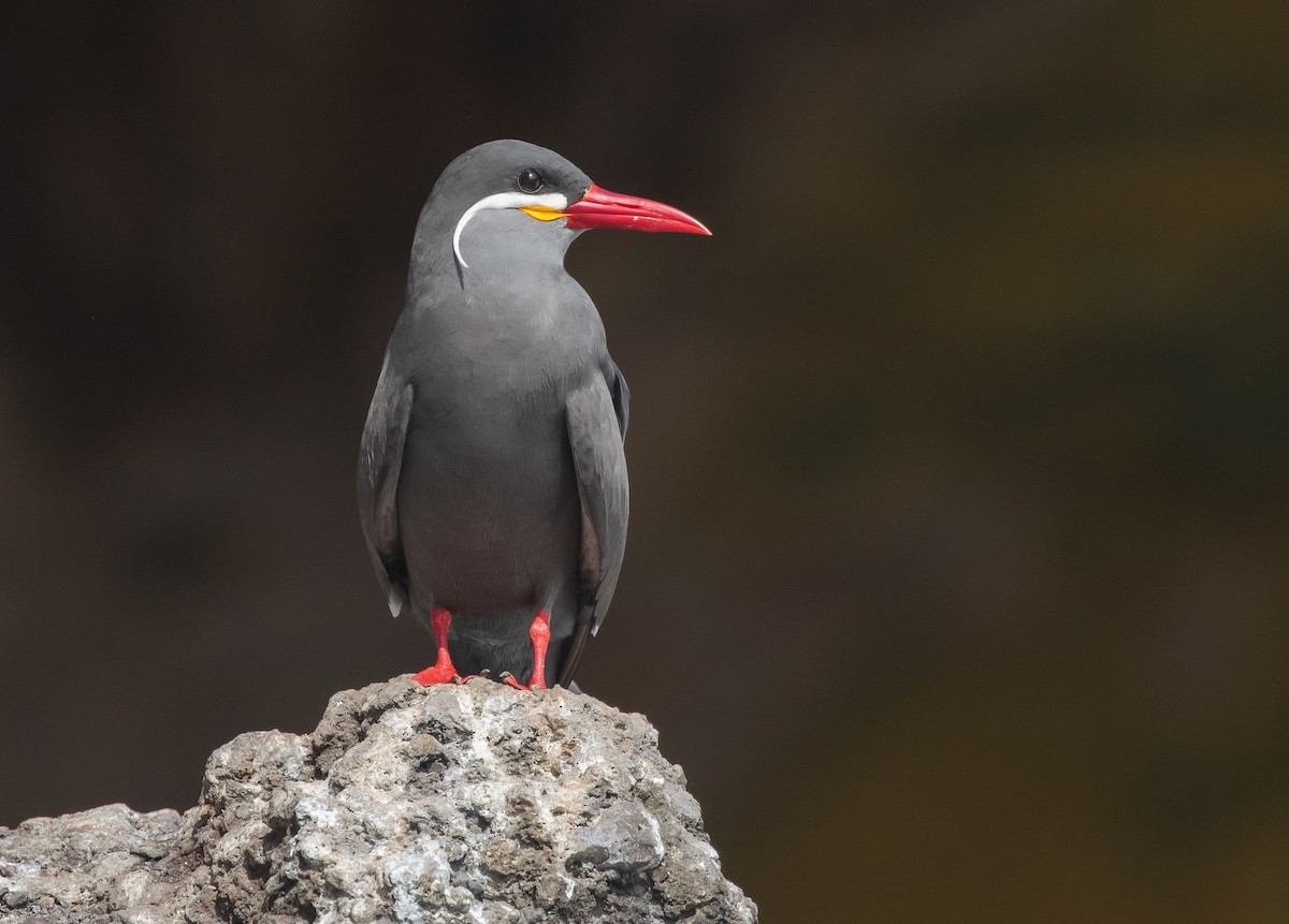 Inca Tern - ML580253591