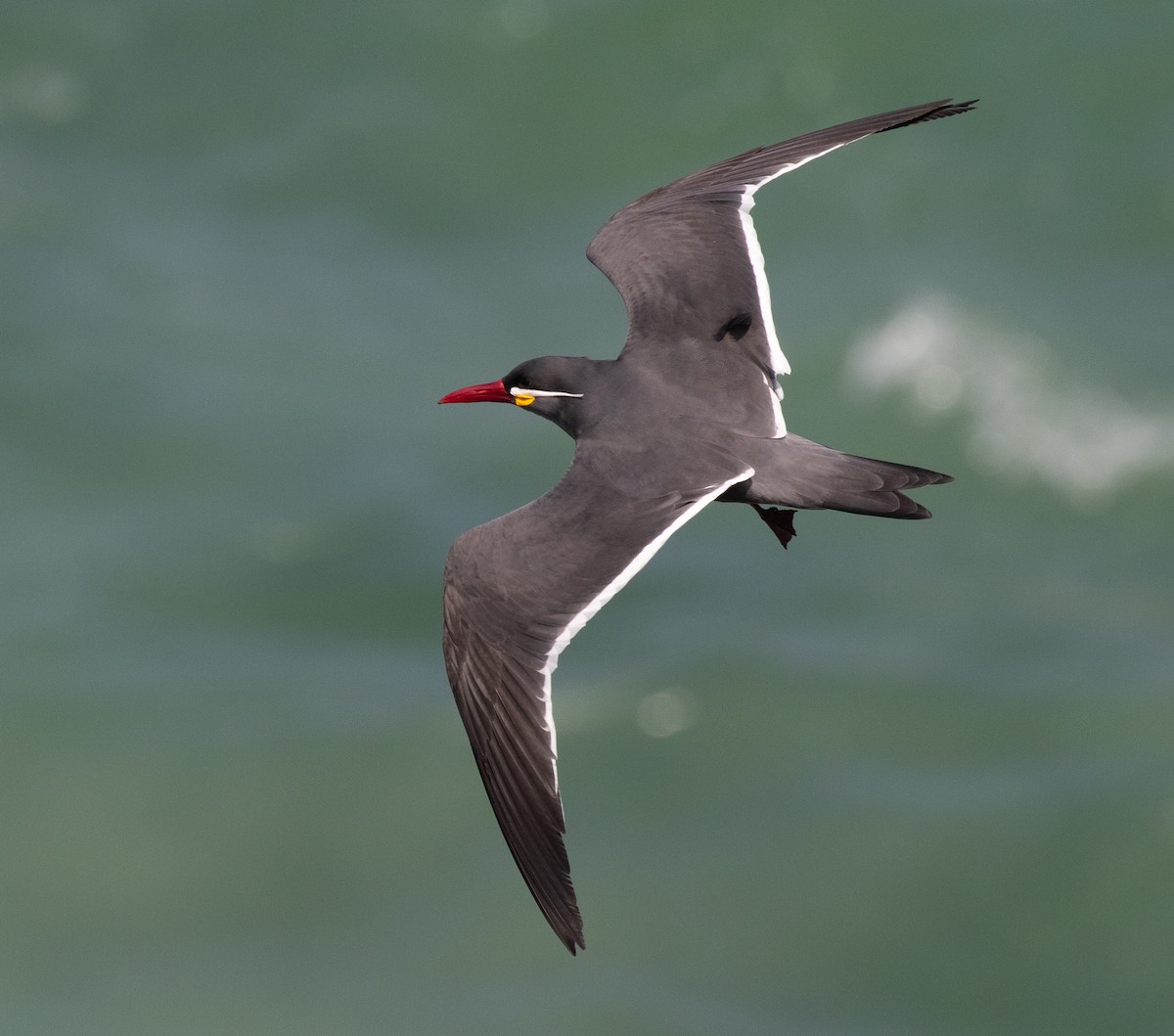 Inca Tern - ML580253601