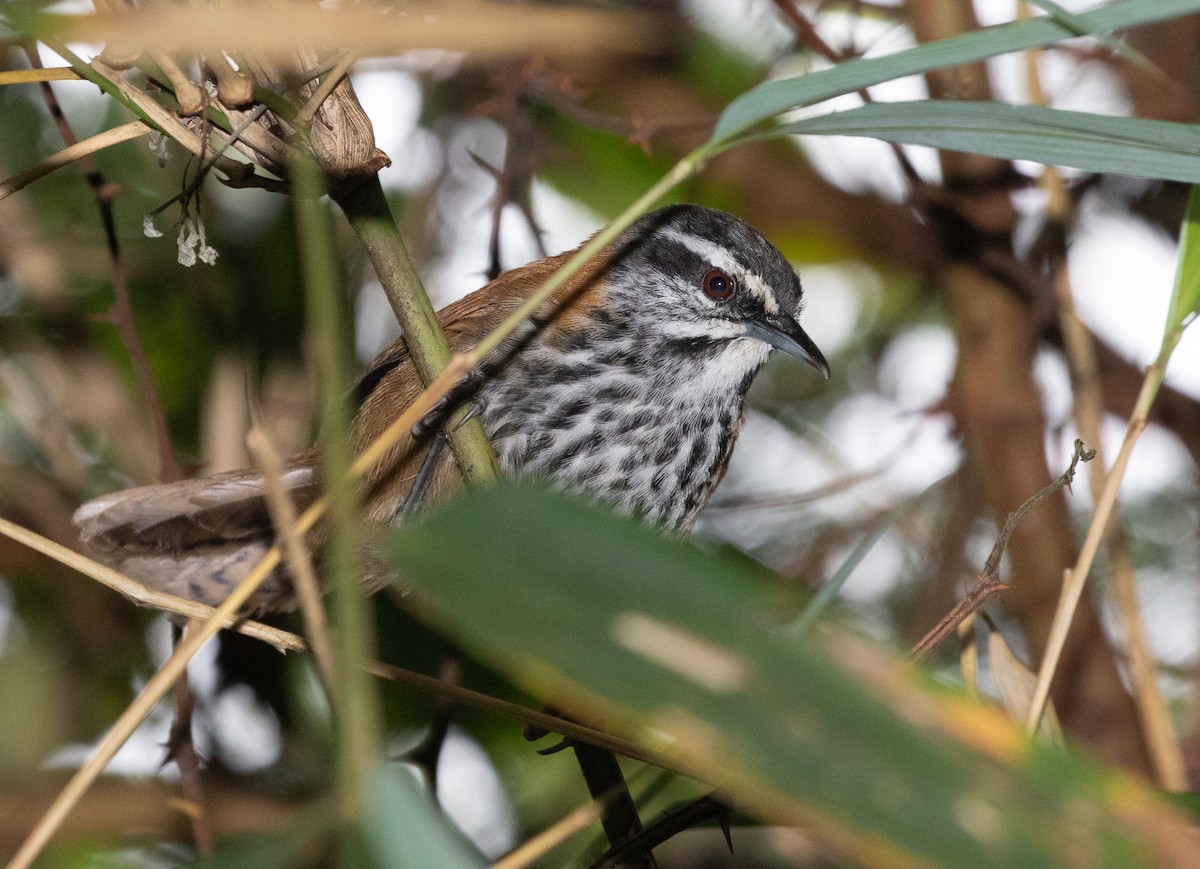 Inca Wren - ML580255481