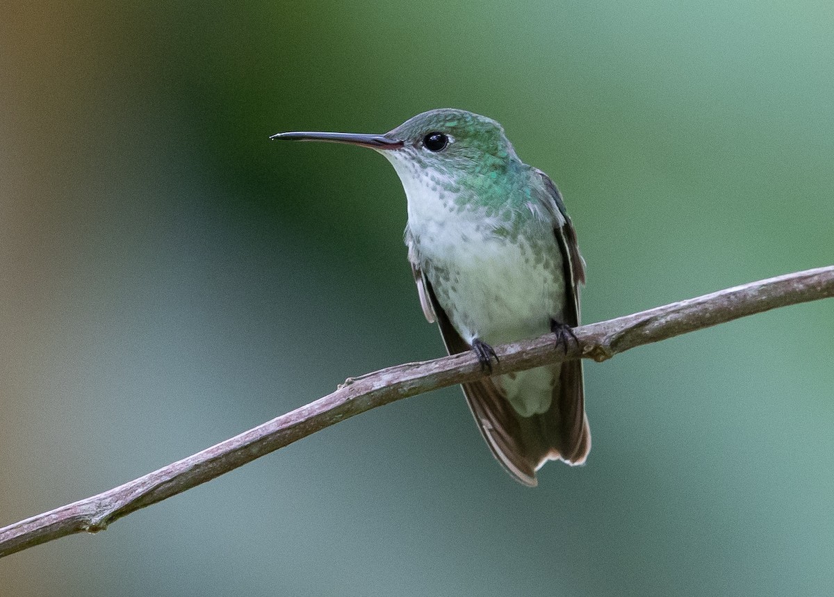 White-bellied Hummingbird - Michael Buckham