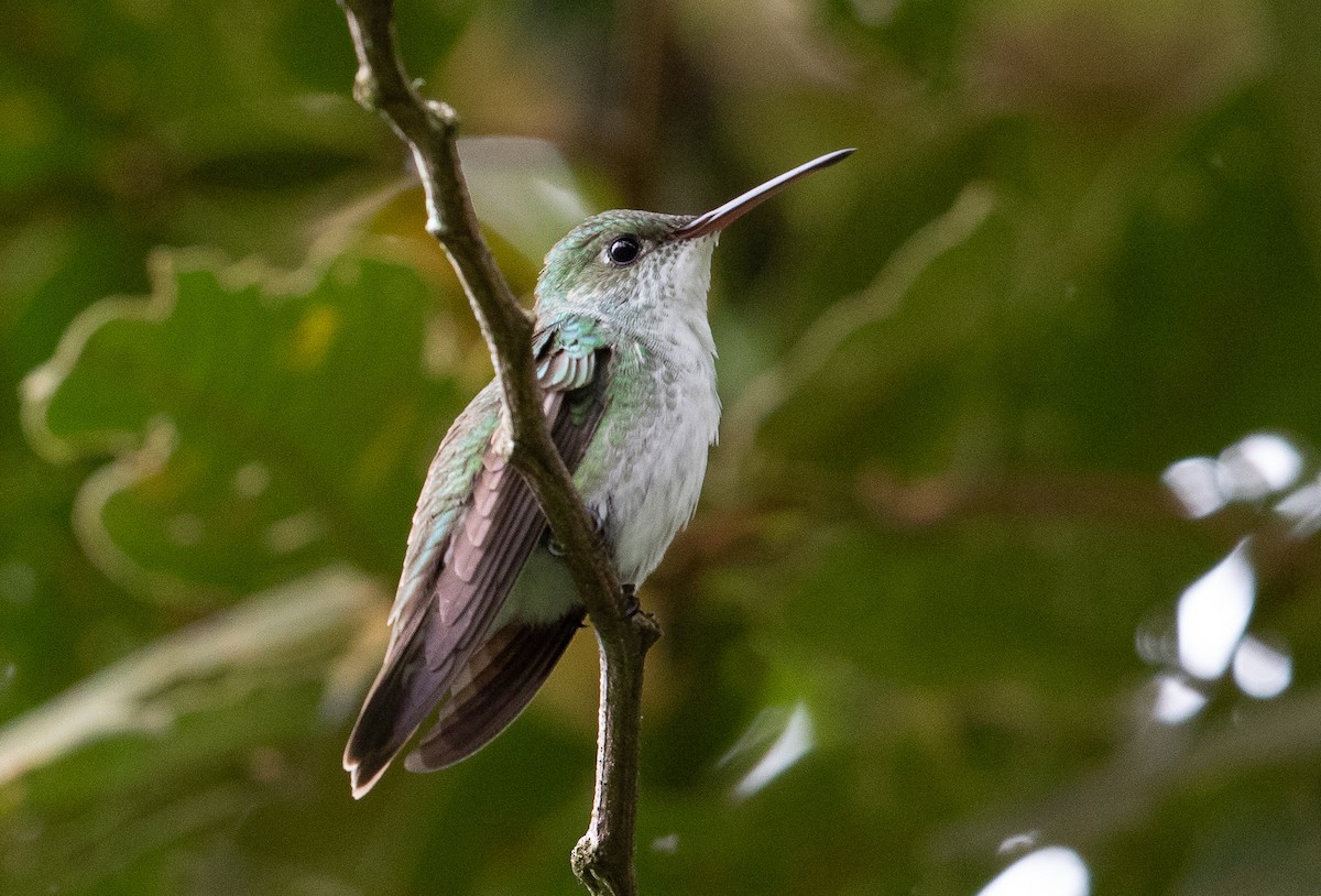 kolibřík bělobřichý - ML580256581