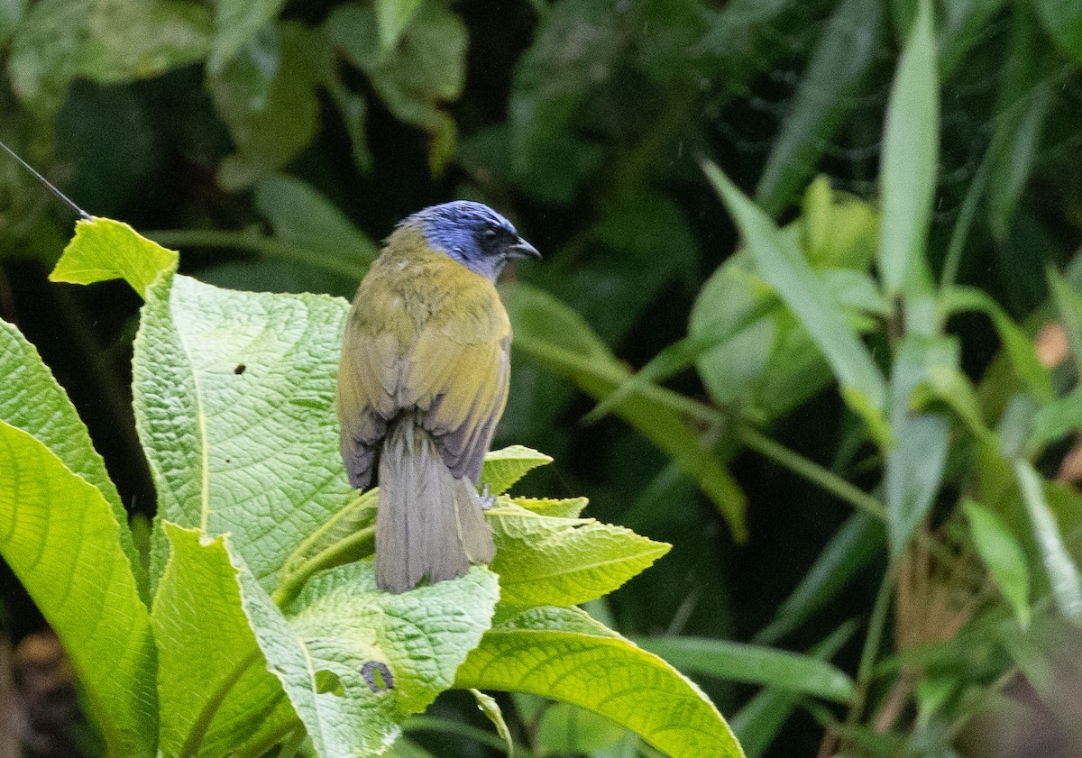 Blue-capped Tanager - Michael Buckham