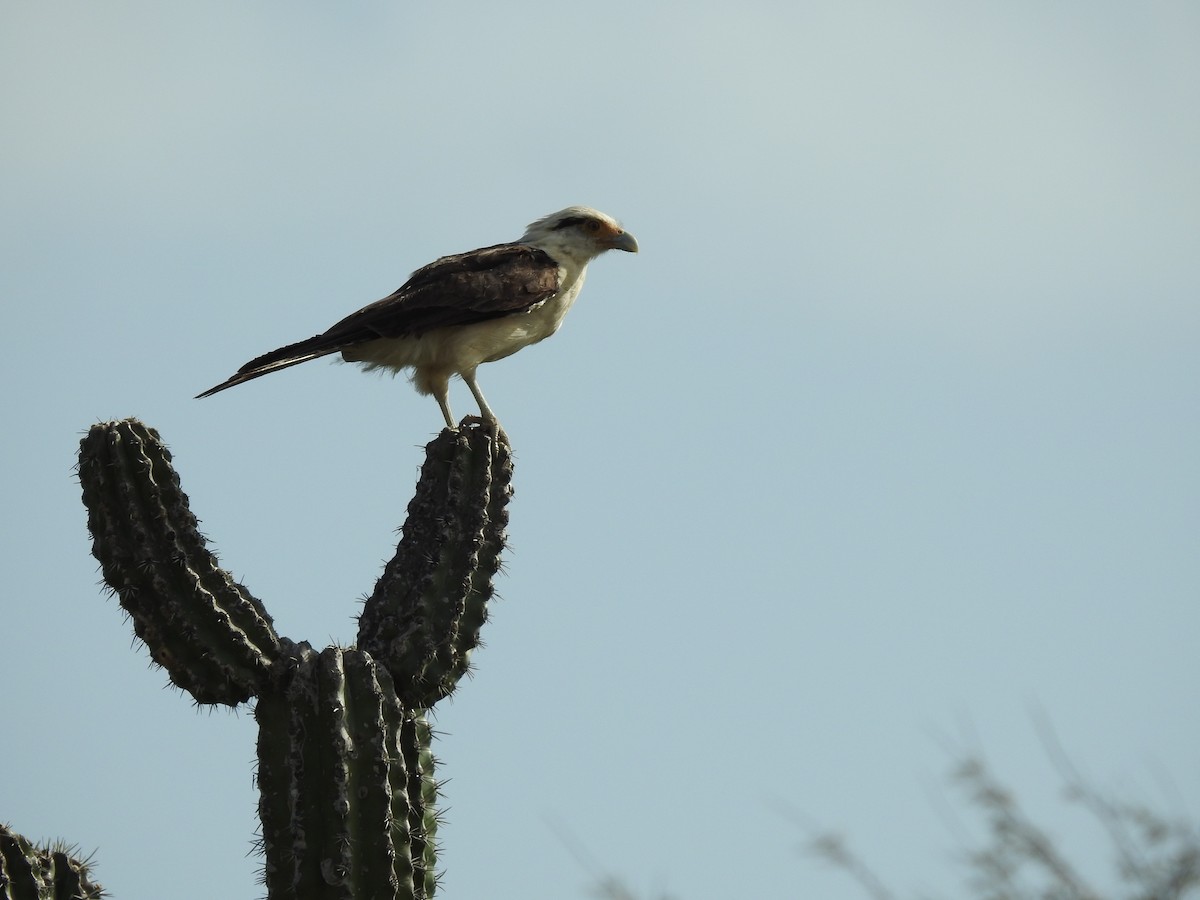 Caracara huppé - ML580257181