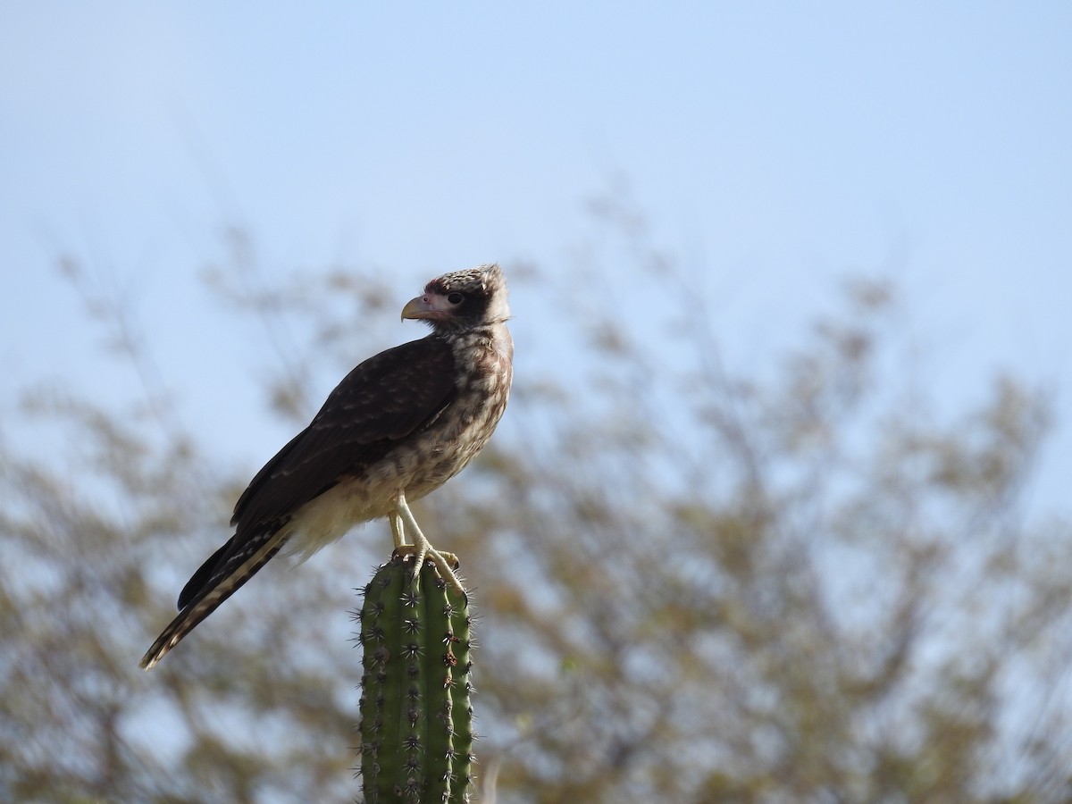 Caracara huppé - ML580257201