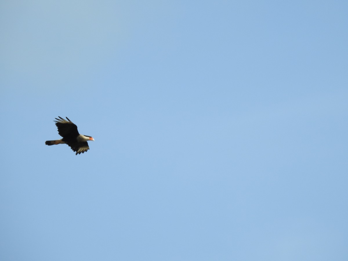 Crested Caracara - Ankit Vikrant