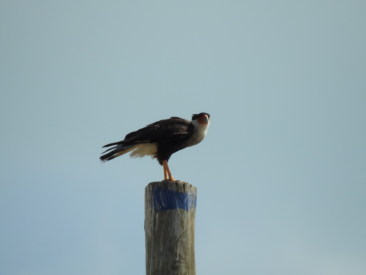 Crested Caracara - ML580257371